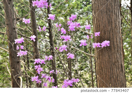 Mitsuba杜鵑花 Mitsuba杜鵑花 77843407