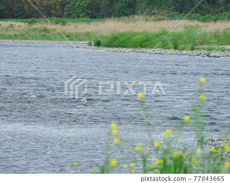湯田大橋附近的中川 湯田大橋附近的中川 77843665