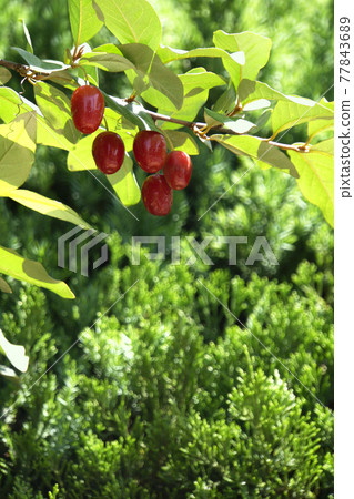 Red gummy berries that grew in the early summer sunshine 77843689