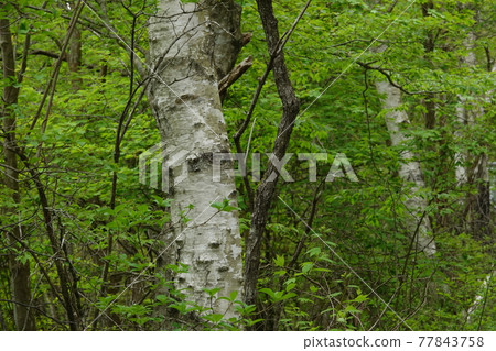White birch trees White birch trees 77843758