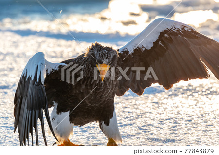 Shiretoko winter 77843879