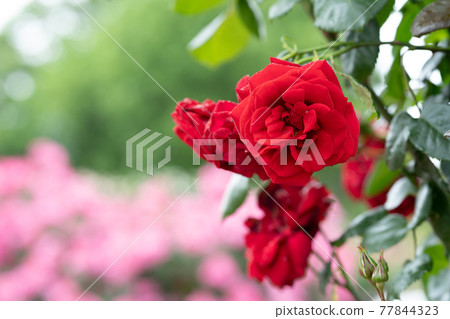 Uncle Walter, a red rose on a rainy day Uncle Walter, a red rose on a rainy day 77844323