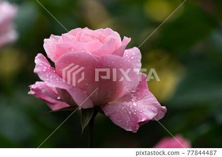 雨天玫瑰,伊麗莎白女王 雨天玫瑰,伊麗莎白女王 77844487