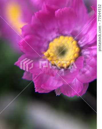 羅丹達 羅丹達 77844552