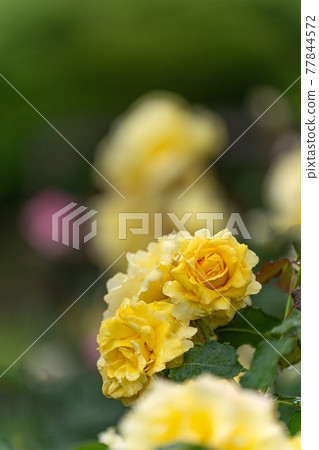 Rose on a rainy day, gold bunny 77844572