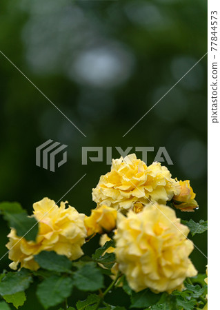 雨天玫瑰金兔 77844573