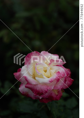 Rainy day roses, double delight Rainy day roses, double delight 77844692
