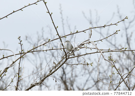 鶯，日本叢林鶯，春鳥，北海道的野鳥 77844712