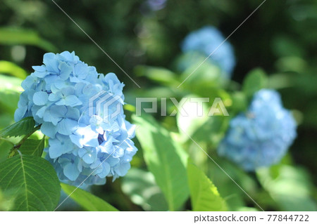 鎌倉Akitsukinin的繡球花 77844722