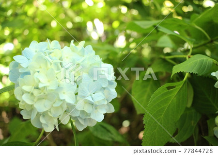 鎌倉Akitsukinin的繡球花 77844728