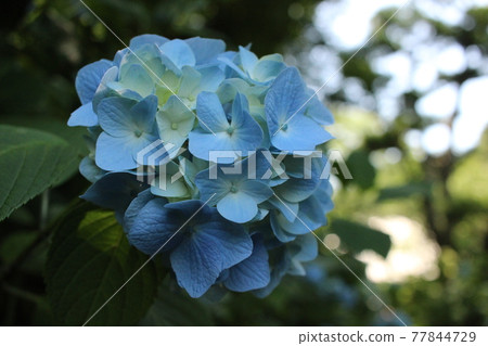 鎌倉Akitsukinin的繡球花 77844729