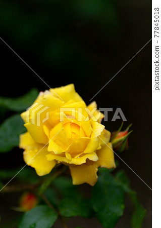 Rainy day roses, tropical sorbet 77845018