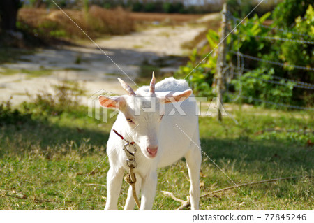 White goat 77845246