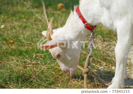 白山羊 77845255