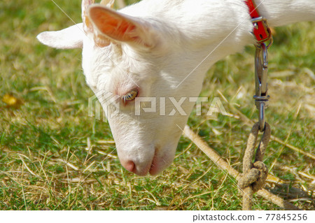 白山羊 白山羊 77845256