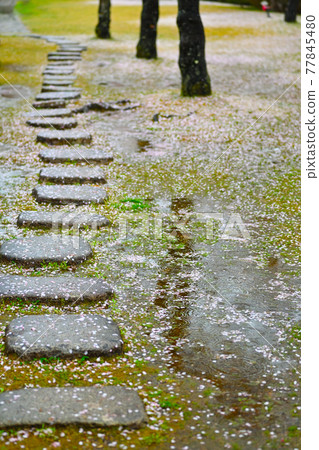 Cherry tree in full bloom  77845480