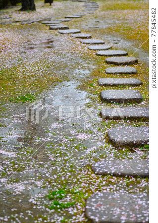 Cherry tree in full bloom  77845482