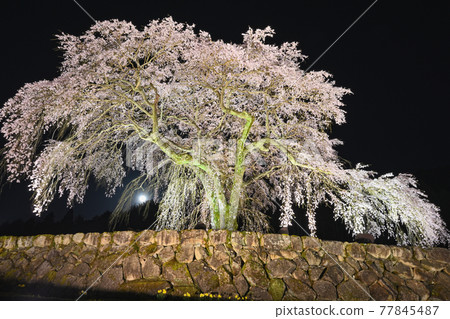 Midono weeping cherry tree, Shirakawa Town Midono weeping cherry tree, Shirakawa Town 77845487