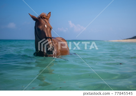 Horses swimming on the beach of Ie Island in Okinawa Horses swimming on the beach of Ie Island in Okinawa 77845545