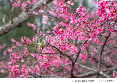 沖繩的猩紅色冷櫻桃樹 77845662