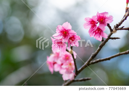 Okinawa's scarlet cold cherry tree 77845669