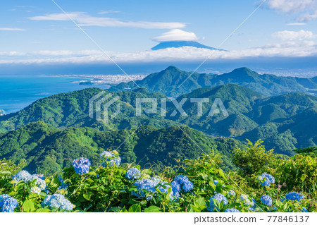 (靜岡縣)伊豆之國全景公園,山頂的繡球花和富士山的景色 (靜岡縣)伊豆之國全景公園,山頂的繡球花和富士山的景色 77846137