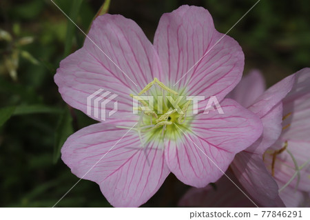 Pinkladies pinkladies blooming in the spring garden Pinkladies pinkladies blooming in the spring garden 77846291