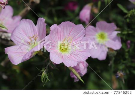 Pinkladies pinkladies blooming in the spring garden Pinkladies pinkladies blooming in the spring garden 77846292
