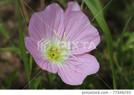 Pinkladies pinkladies blooming in the spring garden Pinkladies pinkladies blooming in the spring garden 77846293