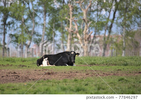Ranch landscape-Holstein 77846297