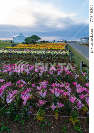 Ie Island Lily Festival Ie Island Lily Festival 77846303