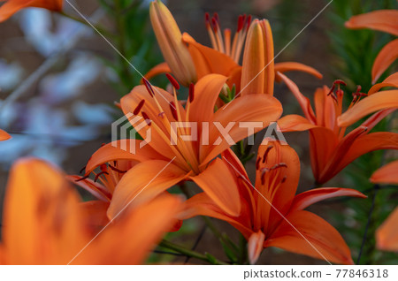 Ie Island Lily Festival Ie Island Lily Festival 77846318