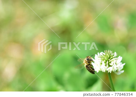 White clover and bee clover White clover and bee clover 77846354