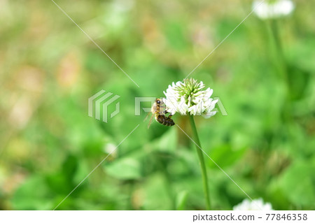白三葉草和蜜蜂三葉草 白三葉草和蜜蜂三葉草 77846358