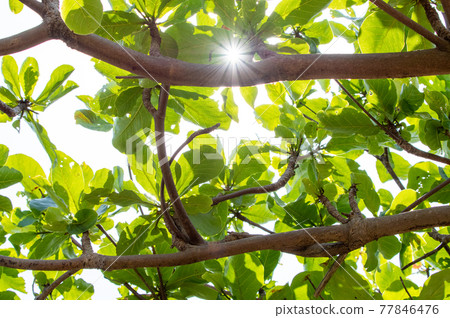 Indian-almond tree 77846476