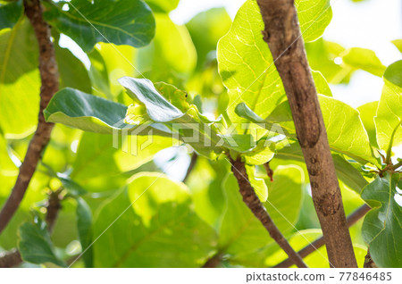 Indian-almond tree 77846485