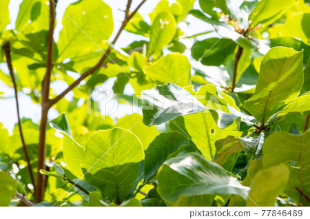 Indian-almond tree 77846489