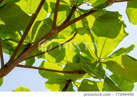 Indian-almond tree 77846490