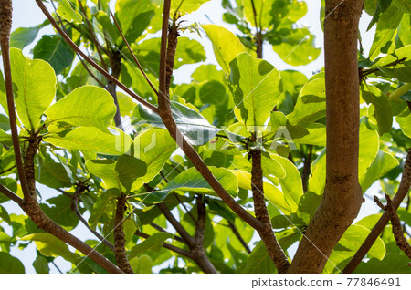 印度杏仁樹 77846491