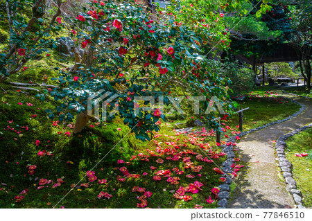 Tsubaki at Reikanji Temple in Kyoto 77846510