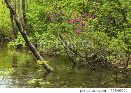 Murasaki Yasio blooming clear stream Murasaki Yasio blooming clear stream 77846631