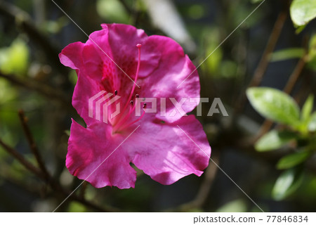 杜鵑花紅色 杜鵑花紅色 77846834