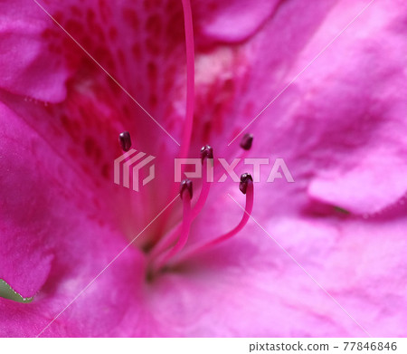 杜鵑花雄蕊 77846846