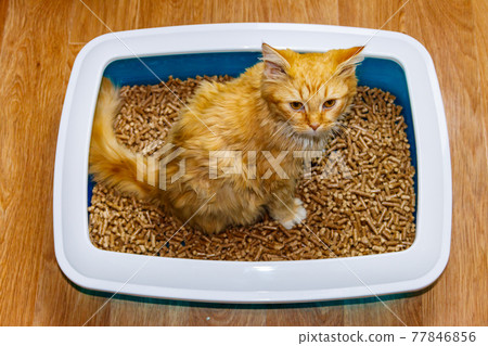 Ginger cat in cat's litter box Ginger cat in cat's litter box 77846856