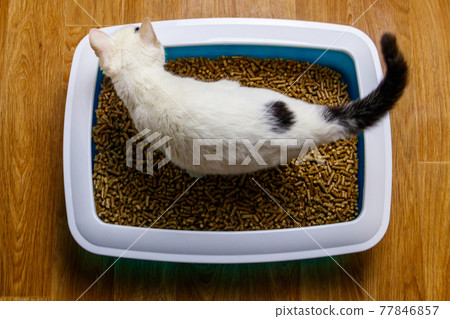 White cat in cat's litter box White cat in cat's litter box 77846857