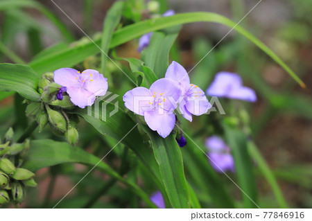 被雨水浸濕的紫露草(Spiderwort) 被雨水浸濕的紫露草(Spiderwort) 77846916