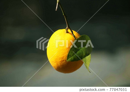 Lemon fruit ripens 77847031