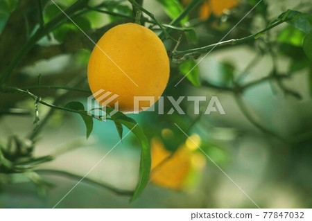 Lemon fruit ripens 77847032