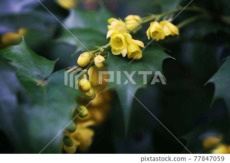 Mahonia japonica yellow florets Mahonia japonica yellow florets 77847059