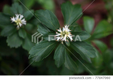 Auspicious plant, pachysandra flowers bloom 77847060
